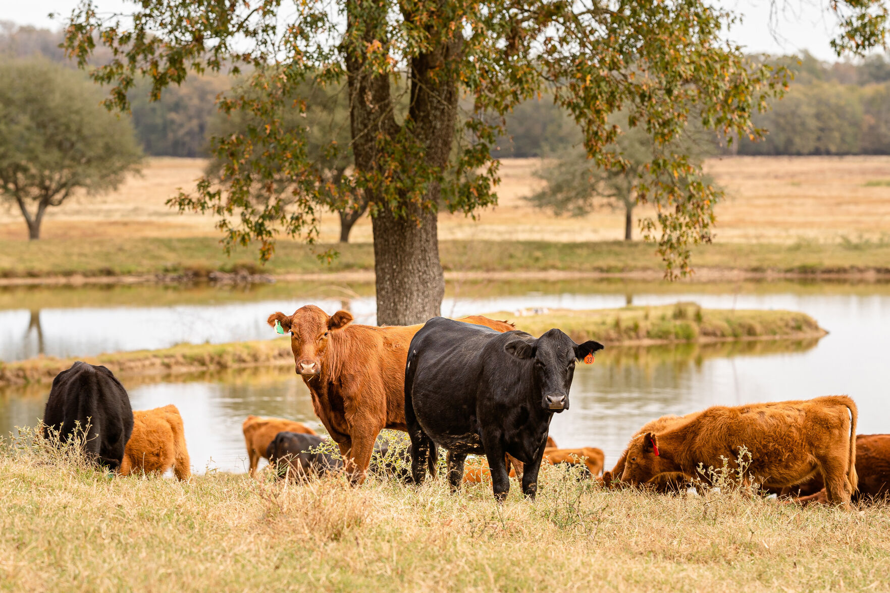 Counter Culture Farms
